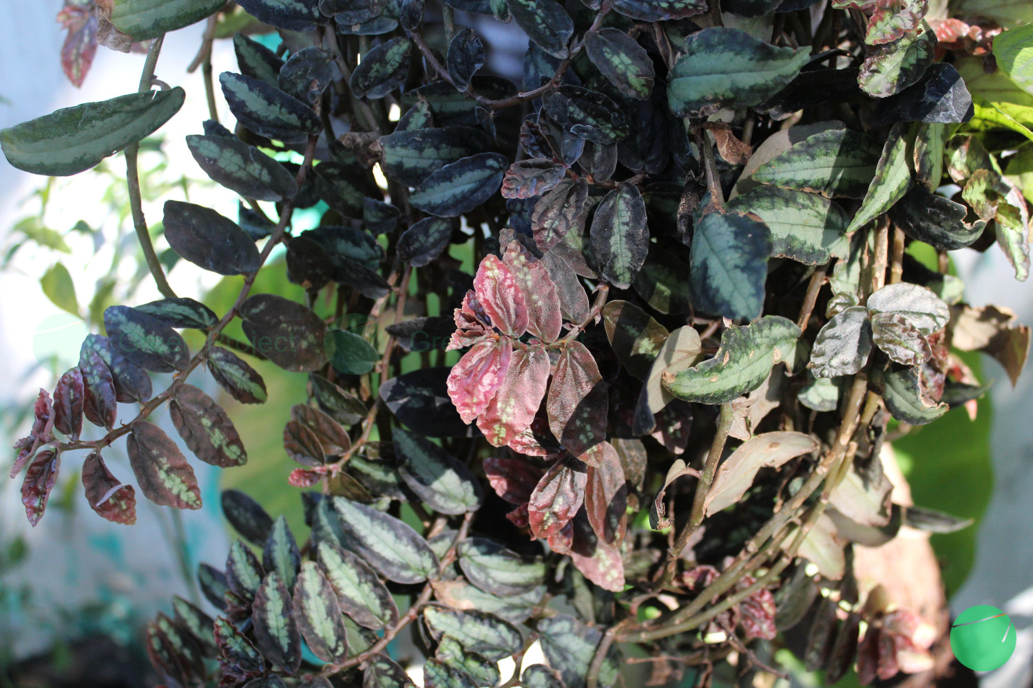 begonia semangka