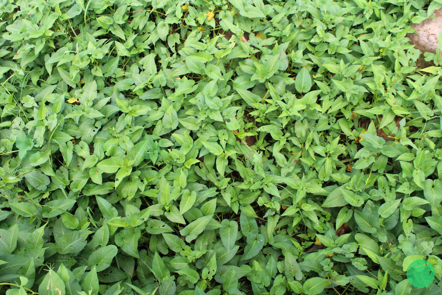 kangkung air