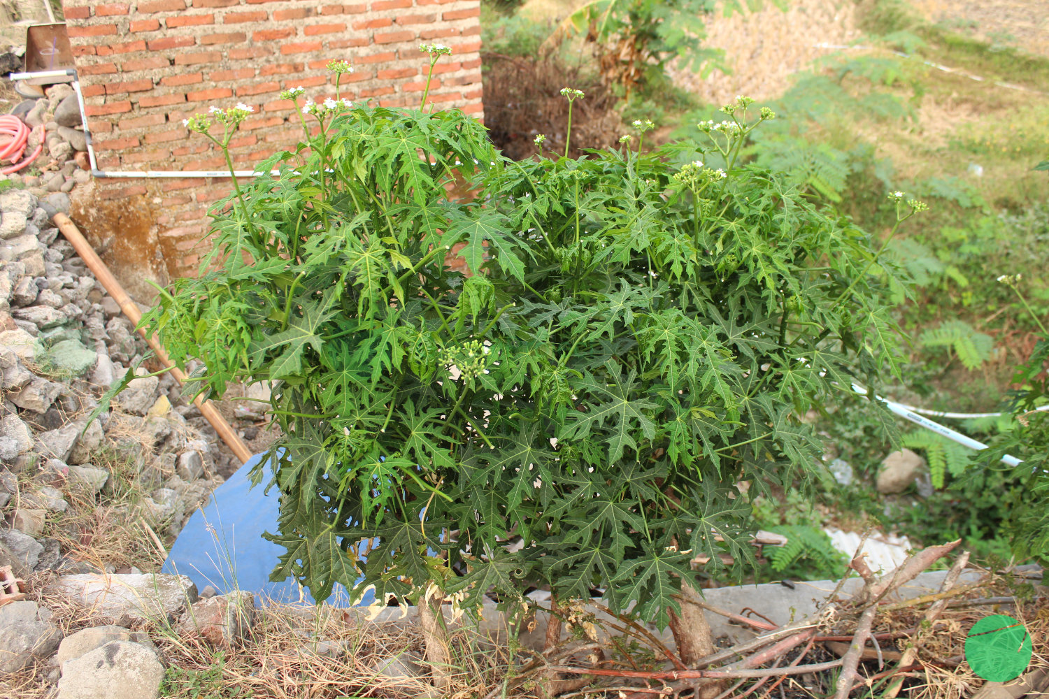 chaya