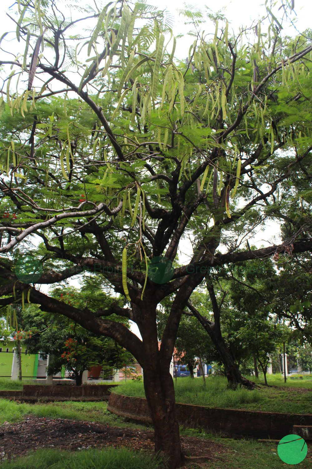 pohon flamboyan