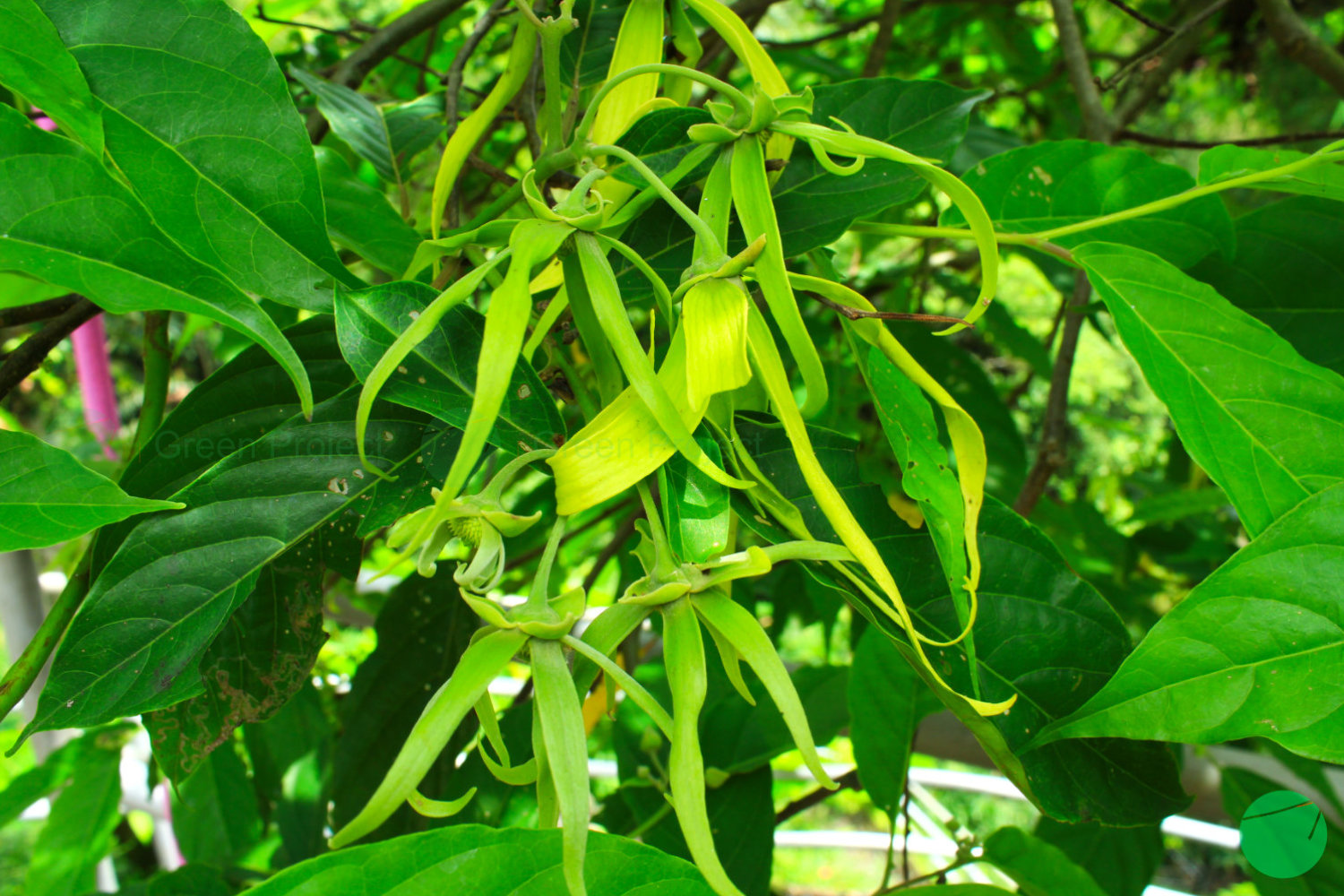 pohon kenanga yang harum