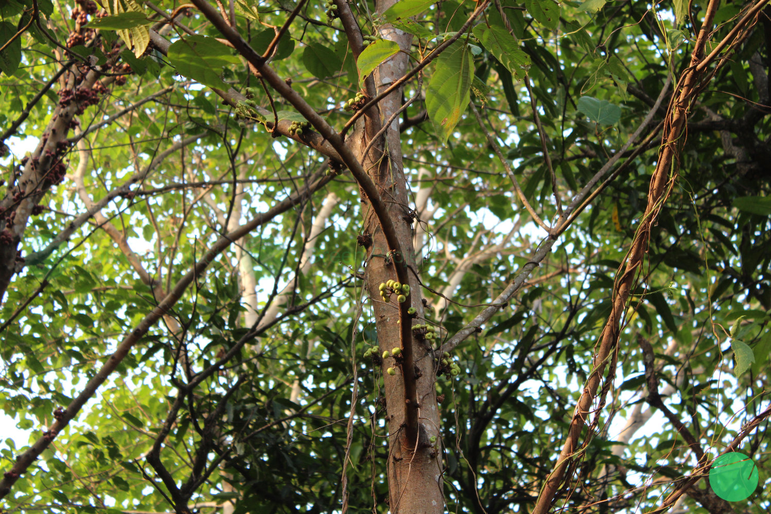 pohon loa/ara tandan
