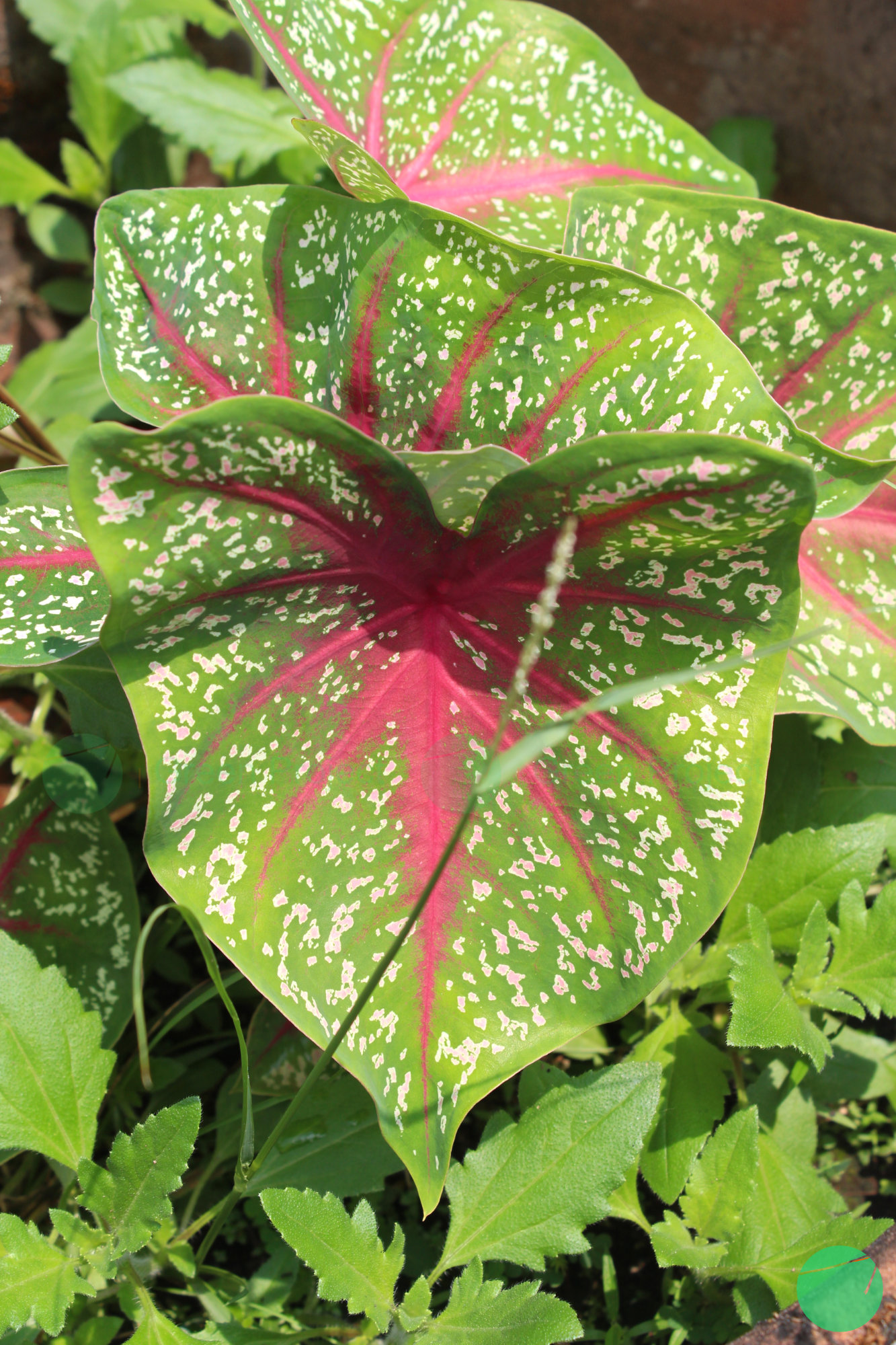 keladi red star