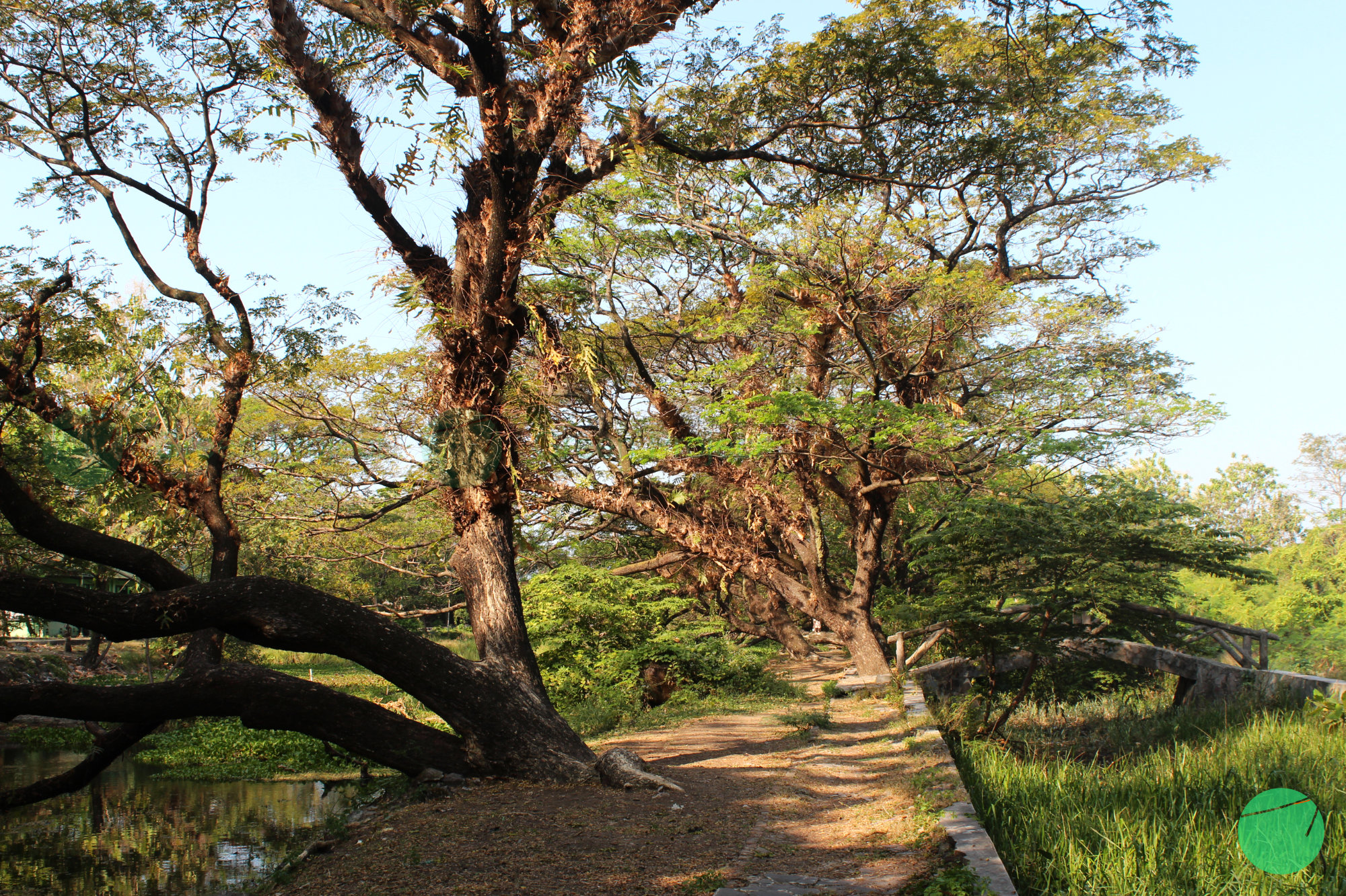 taman di keraton kasepuhan
