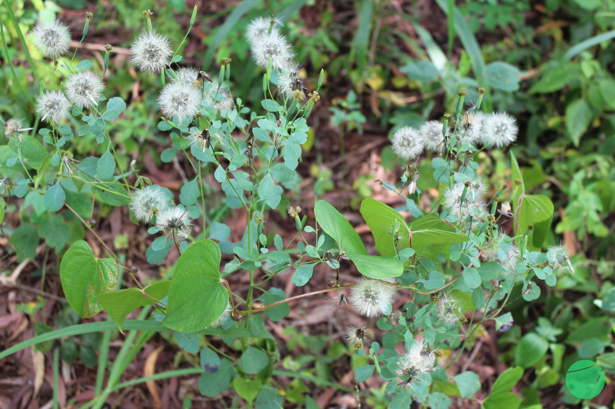 Porophyllum ruderale