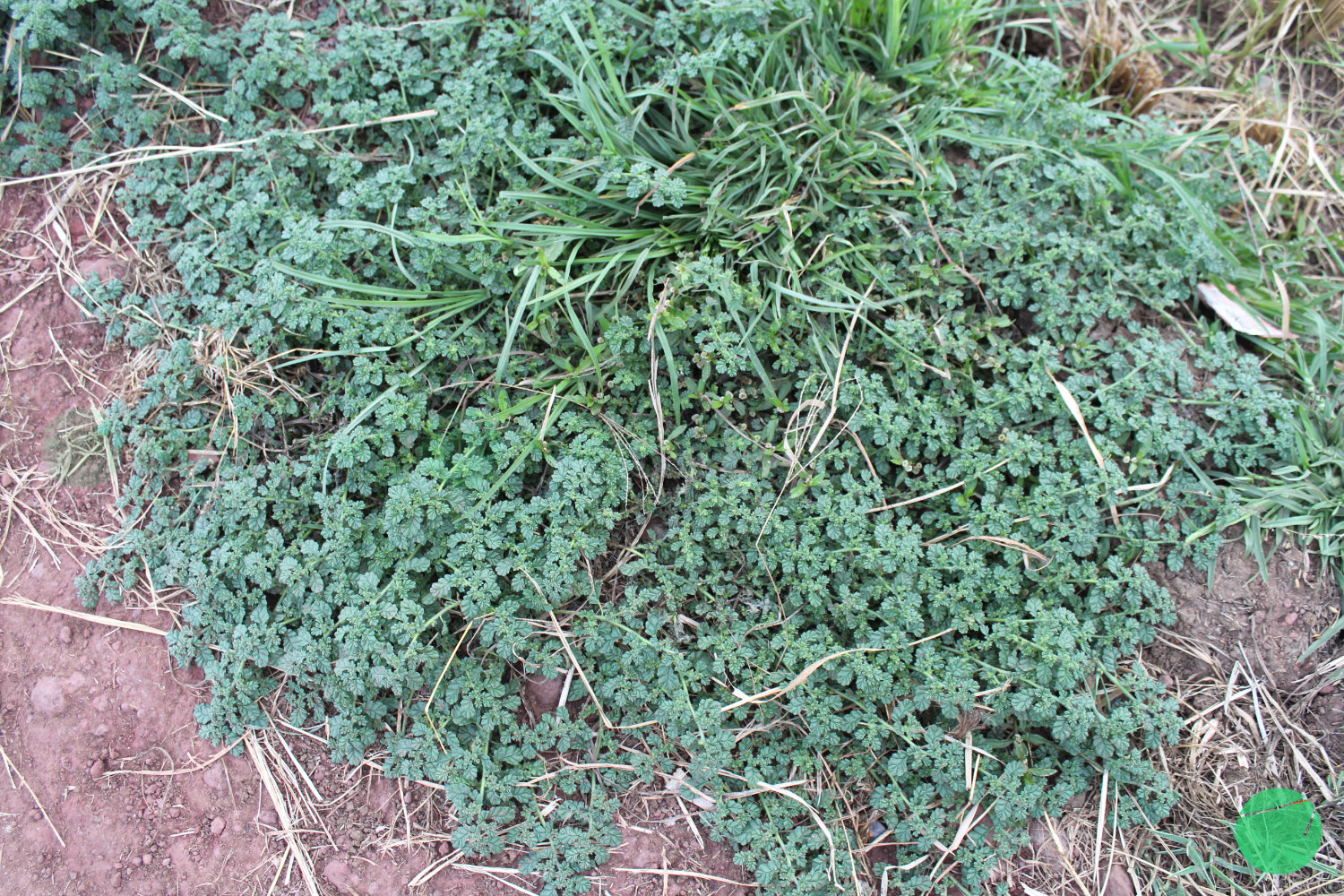 creeping coldenia