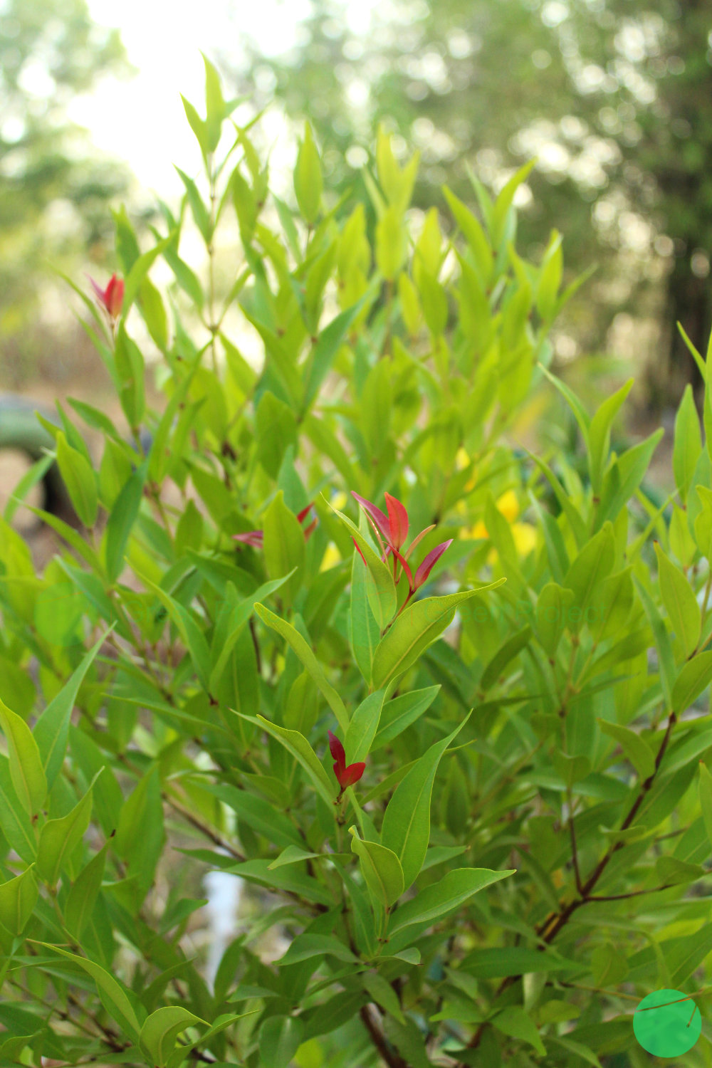 pucuk merah