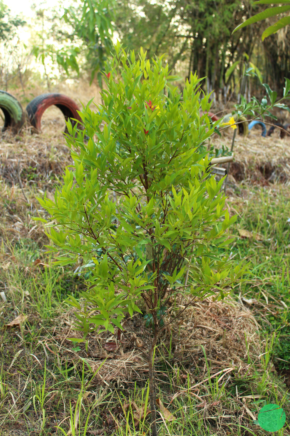 pucuk merah