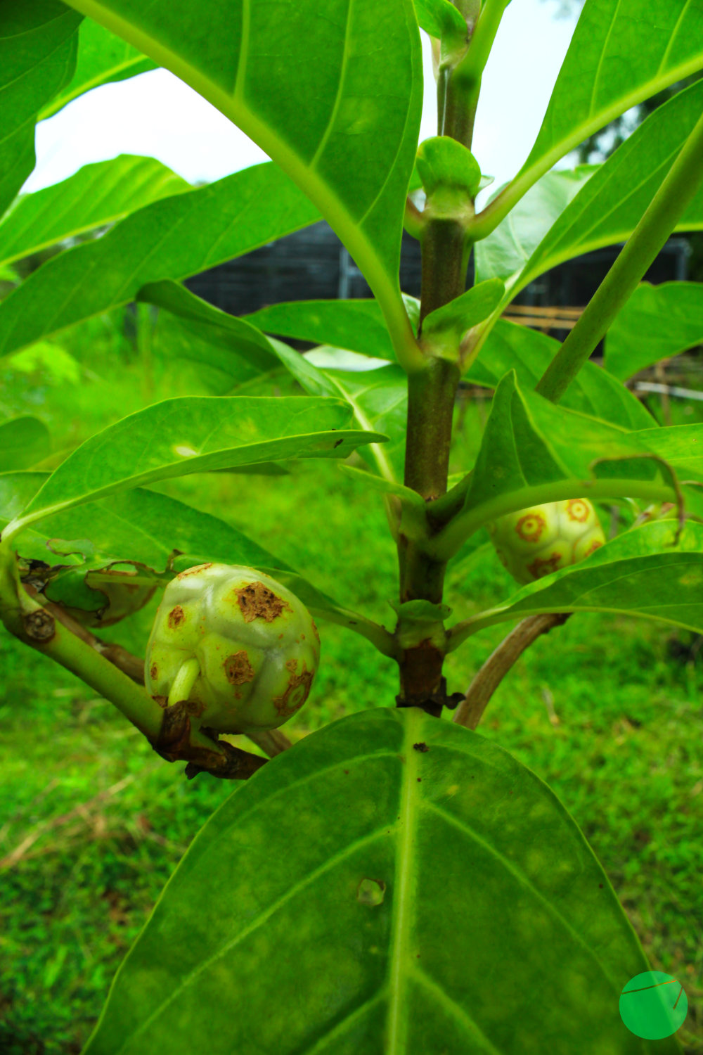 mengkudu