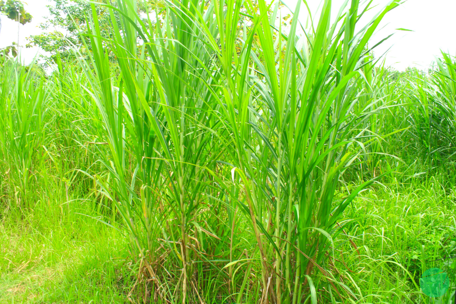 pakchong
