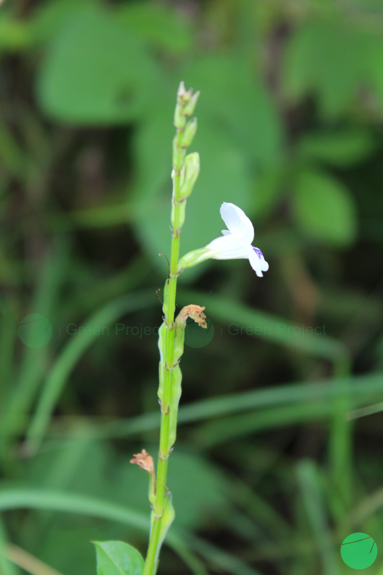 rumput israel