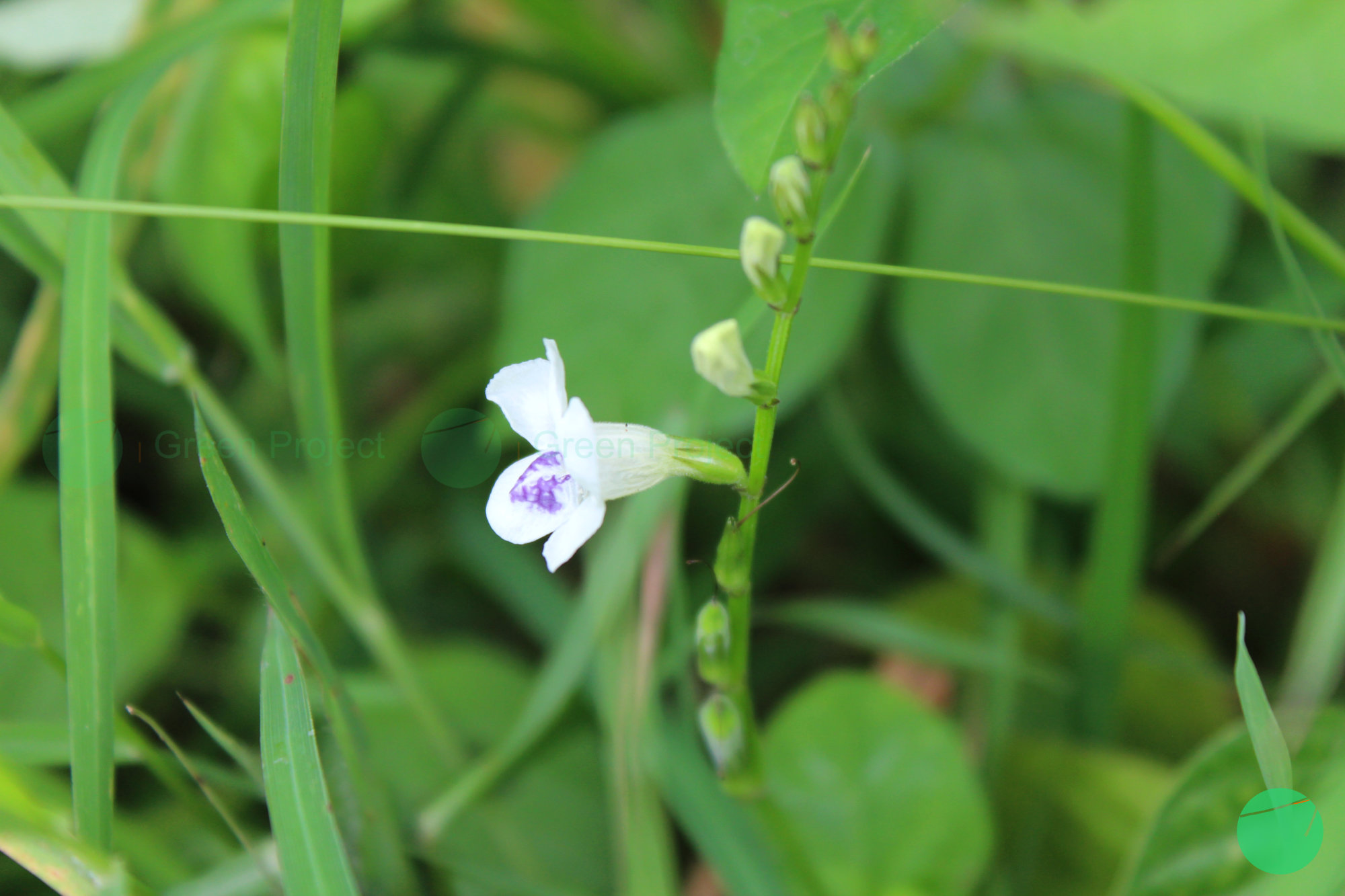 rumput israel