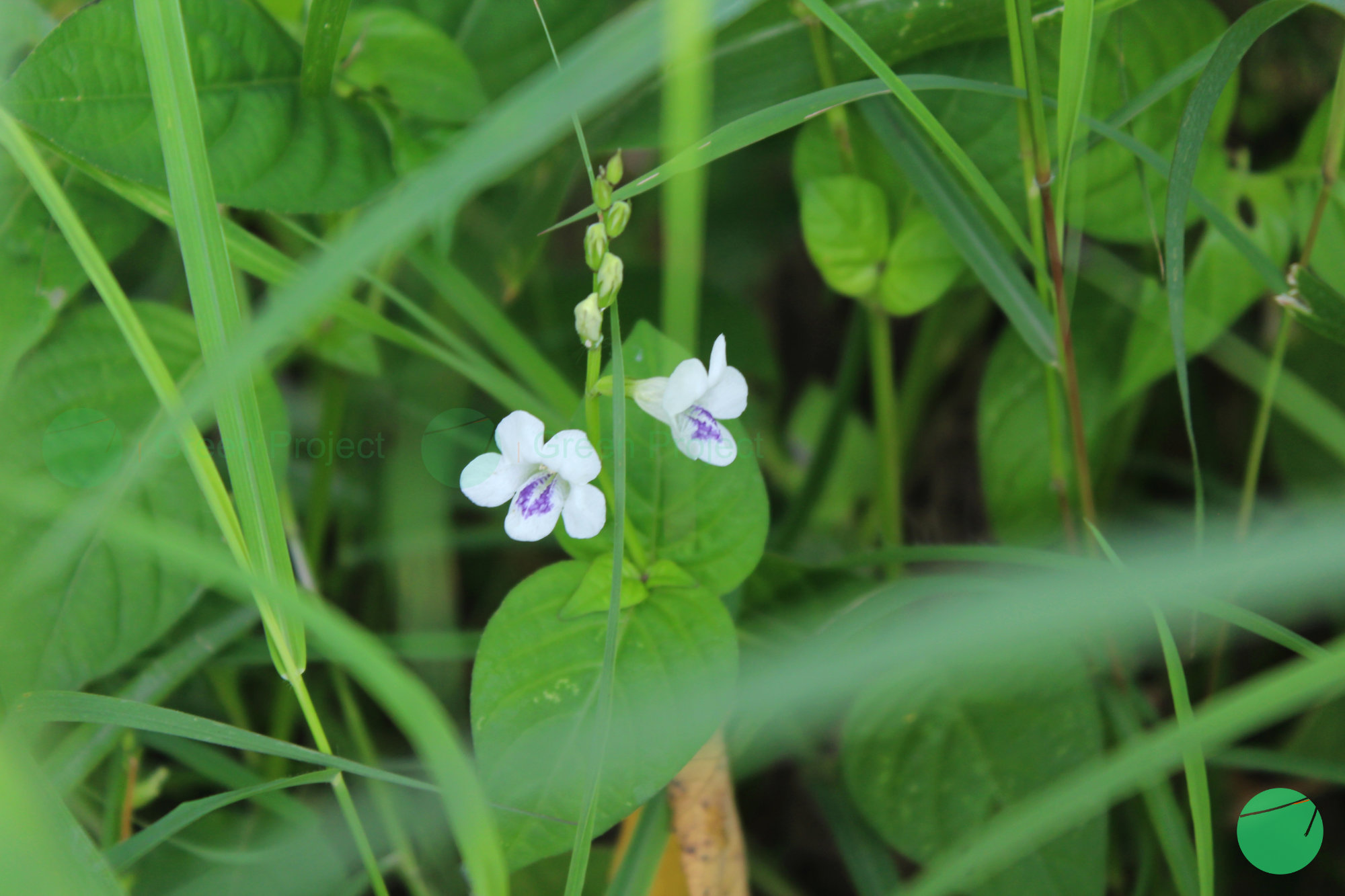rumput israel