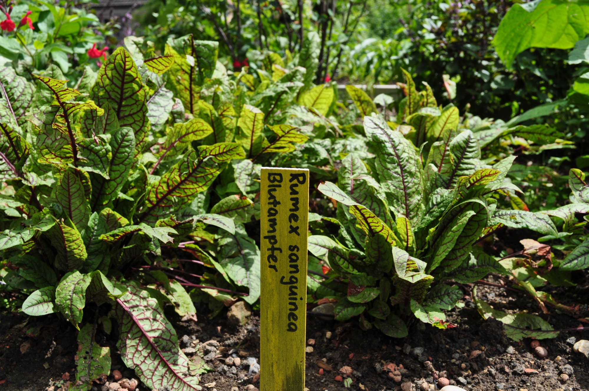 Giardino delle erbe aromatiche