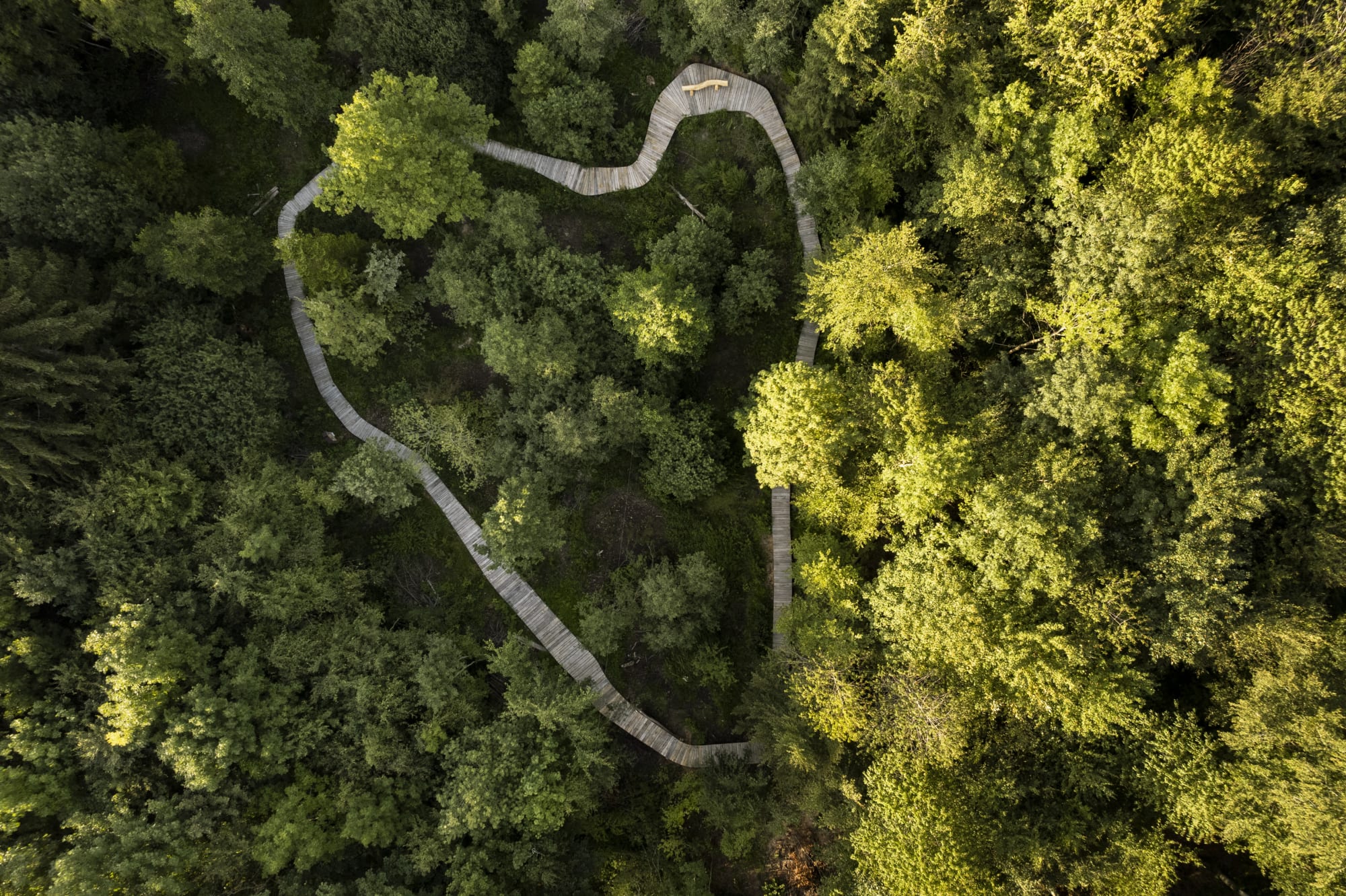 Foresta di Lussy
