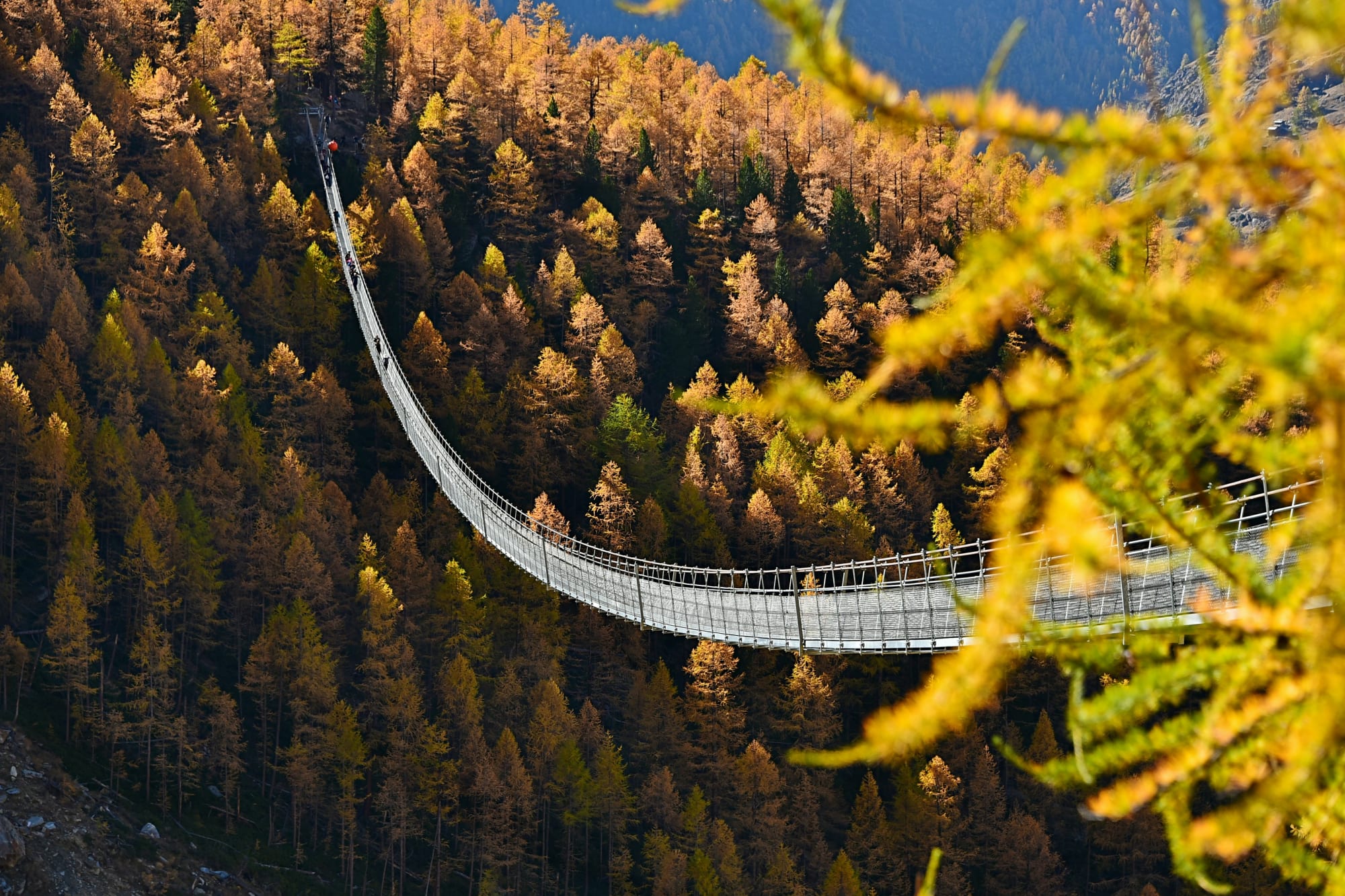 Pont suspendu au milieu d'une forêt automnale