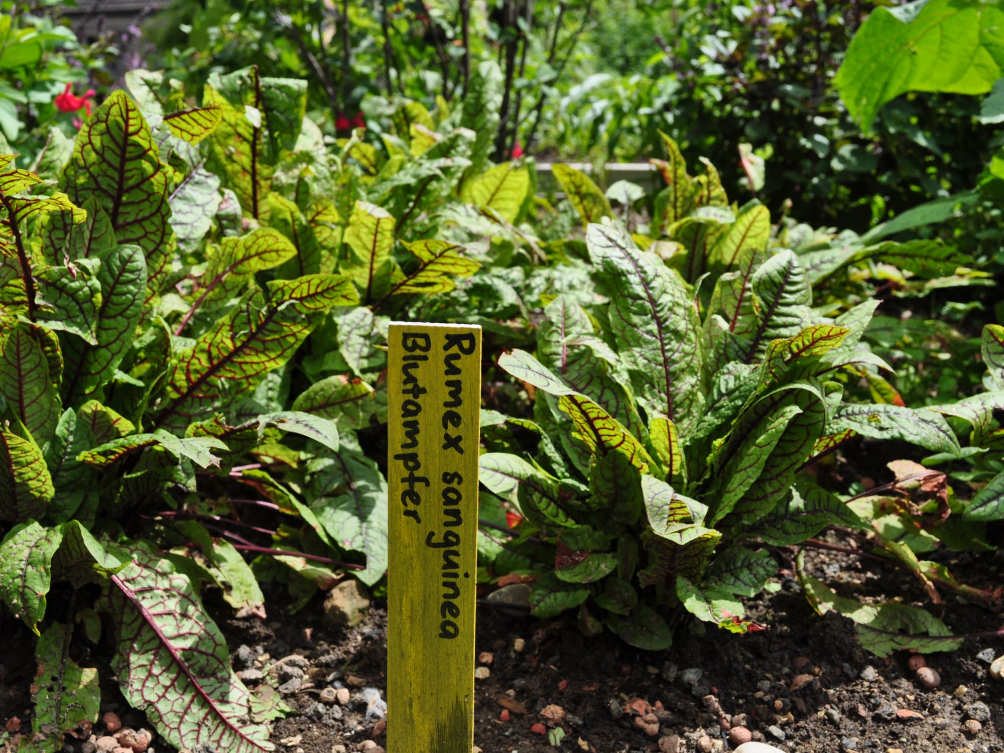 Giardino delle erbe aromatiche