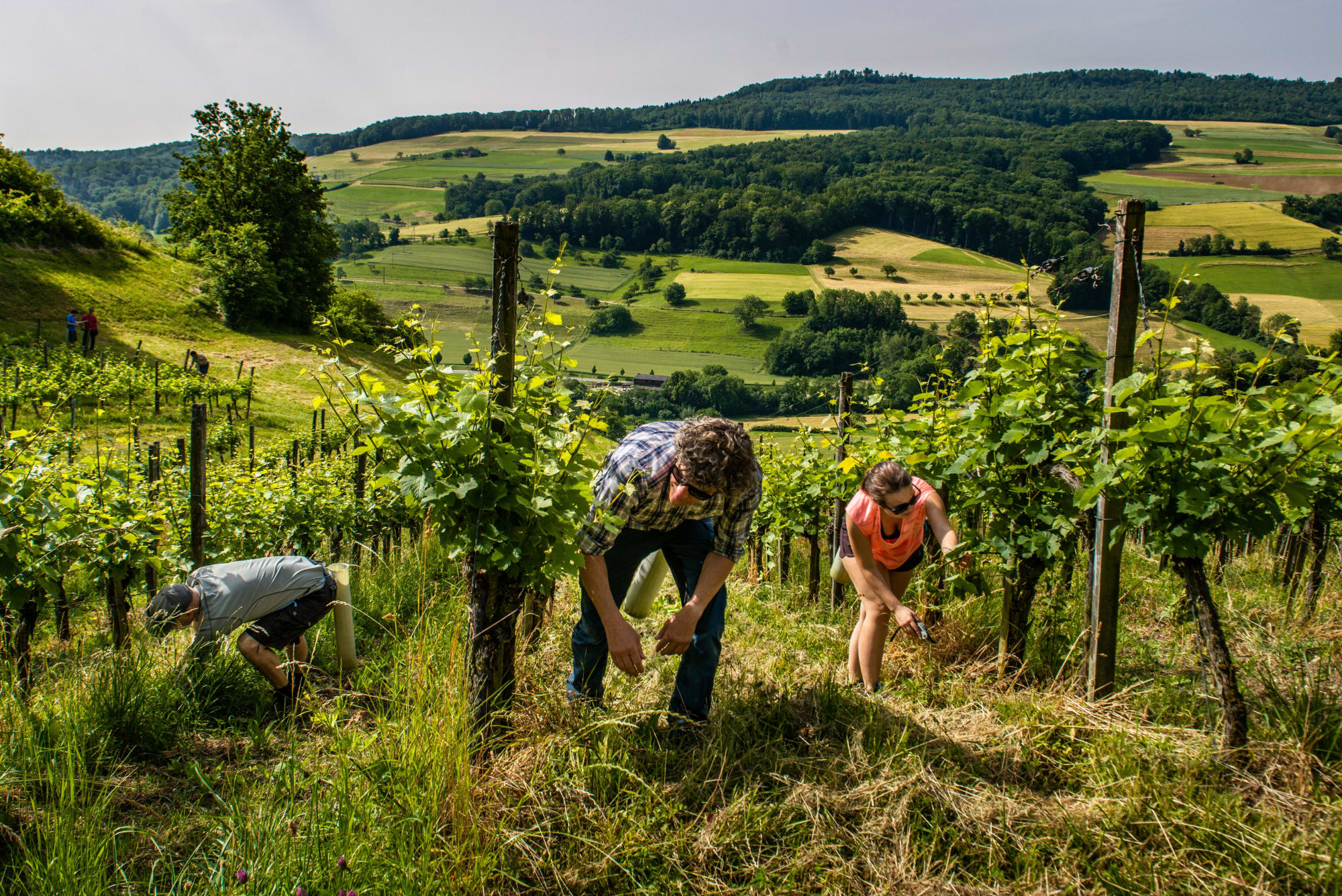 Jurapark Einsatz Weinreben