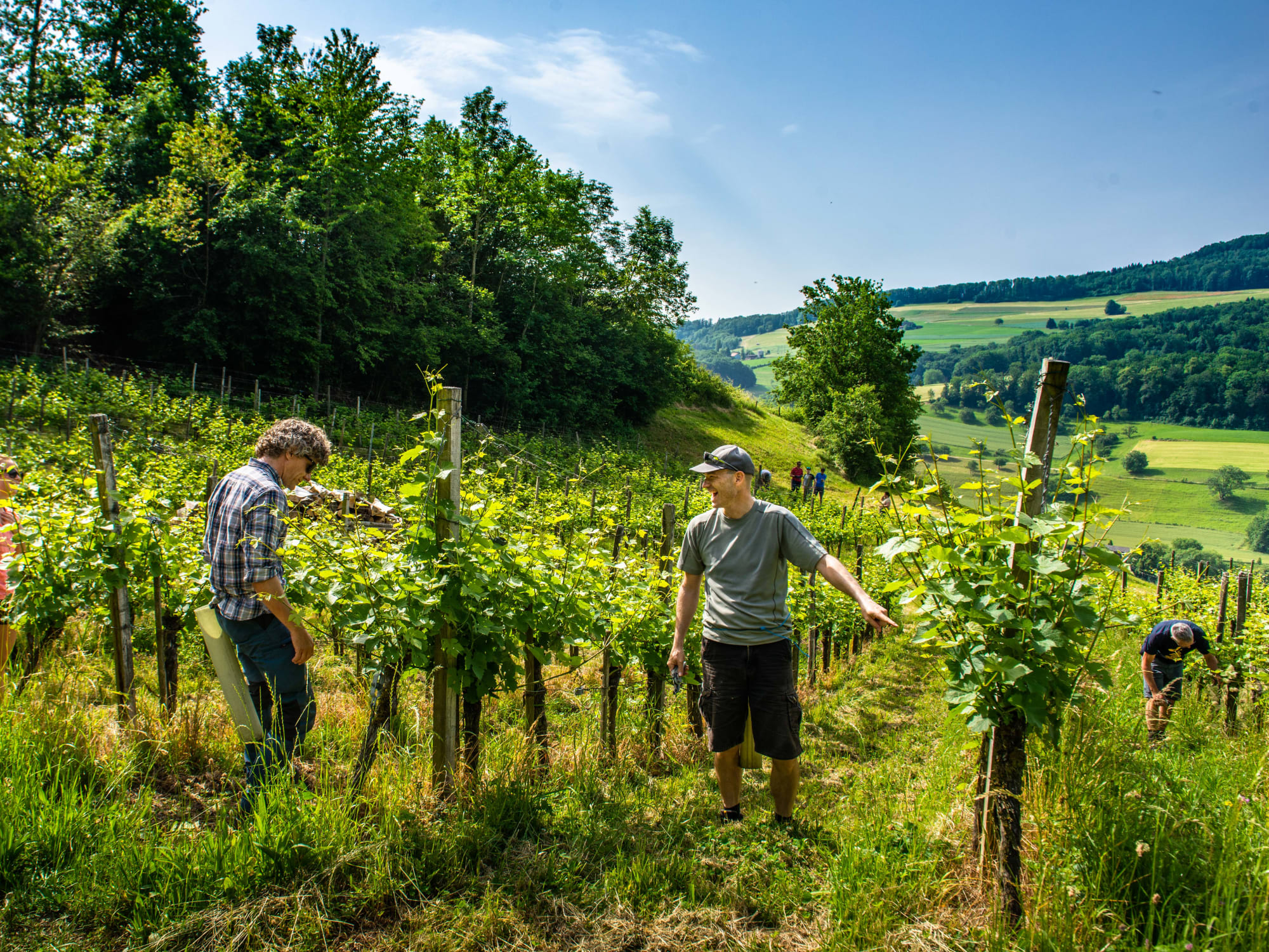 Volunteers arbeiten in Weinreben