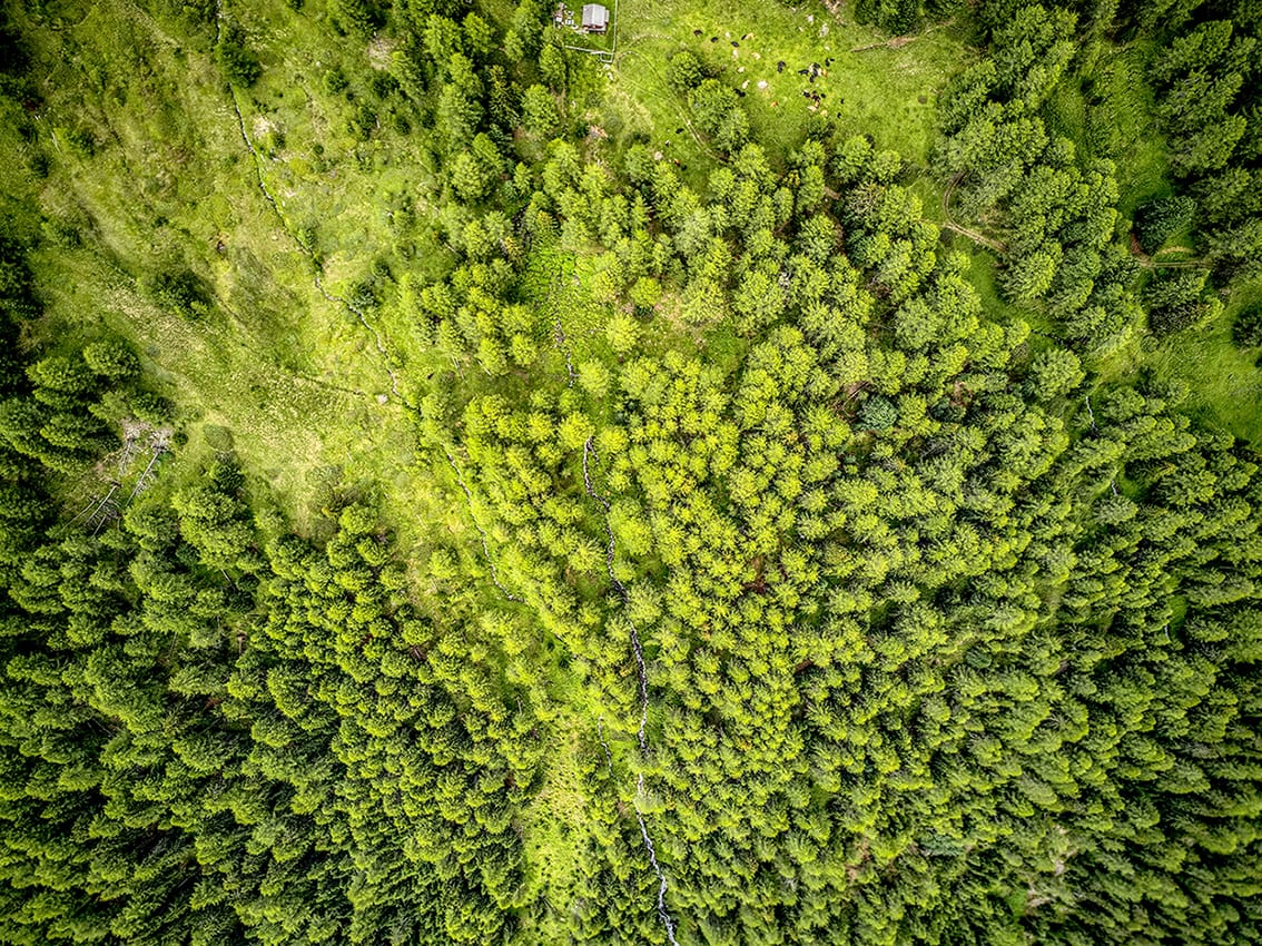 Waldfläche aus der Vogelperspektive