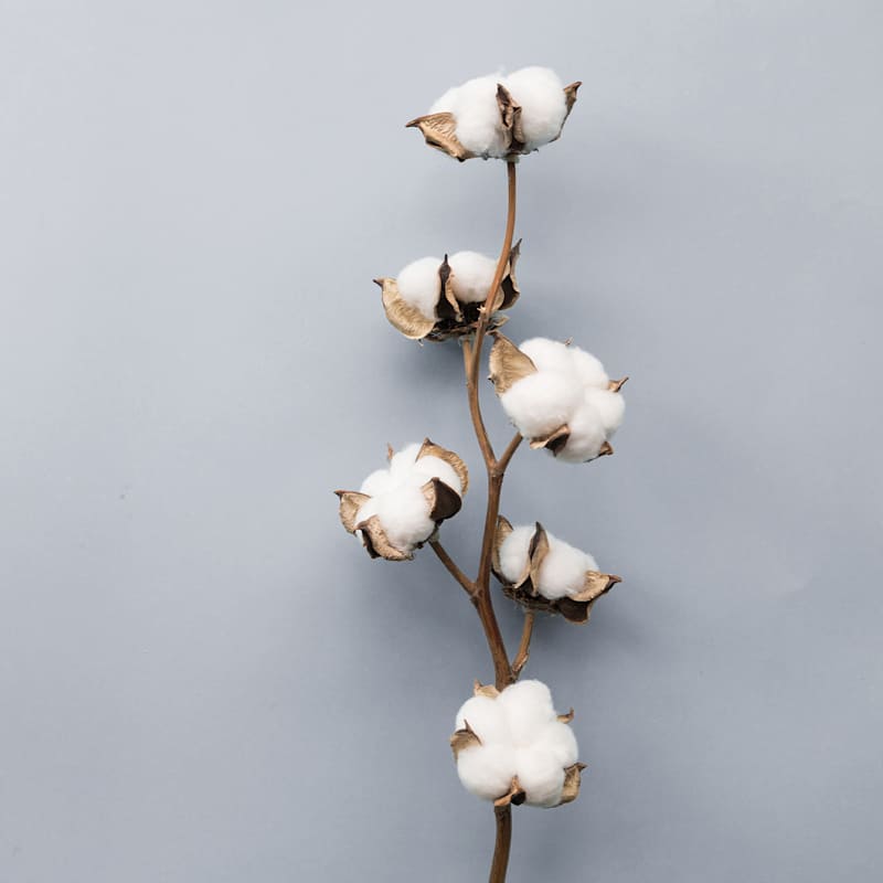 Getrockneter Zweig einer Baumwollpflanze