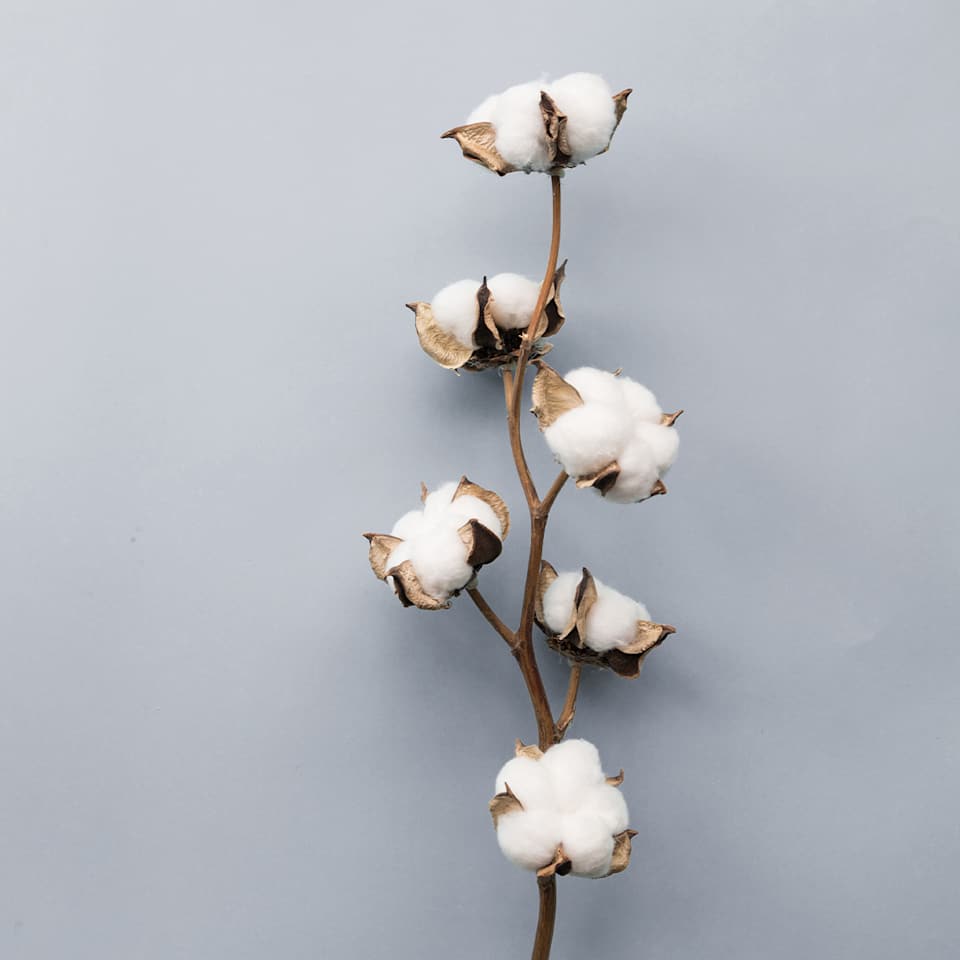 Ein getrockneten Zweig der Baumwollpflanze auf hellgrauen Untergrund