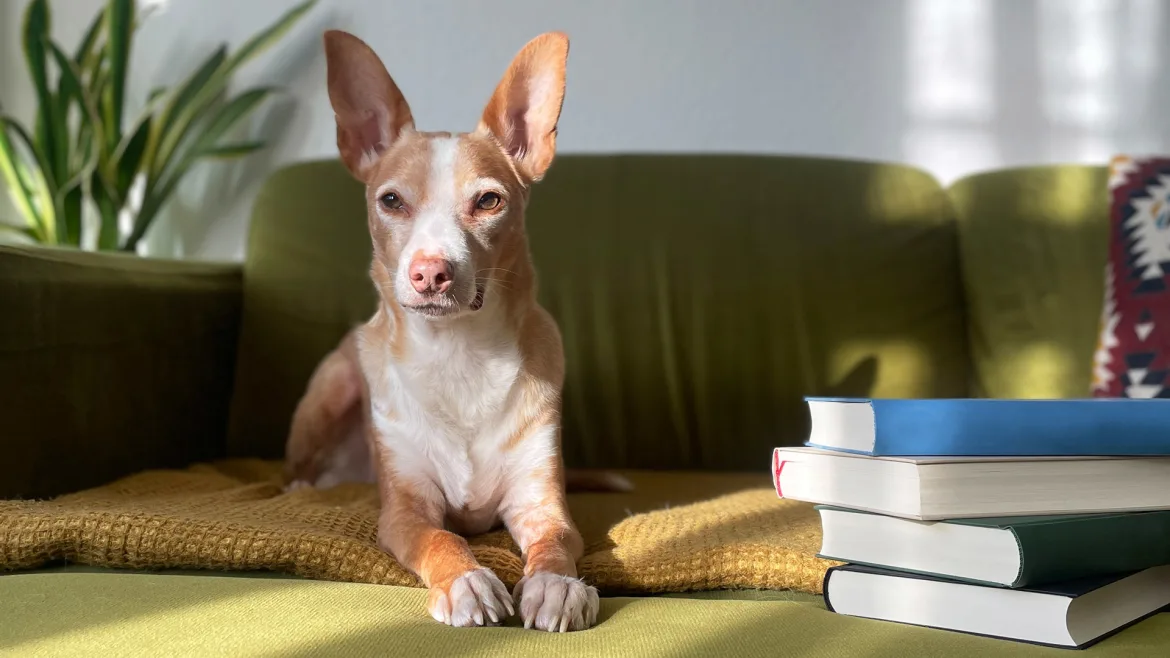 Beitrag zu Die besten Bücher über Hunde: Literatur für Groß und Klein