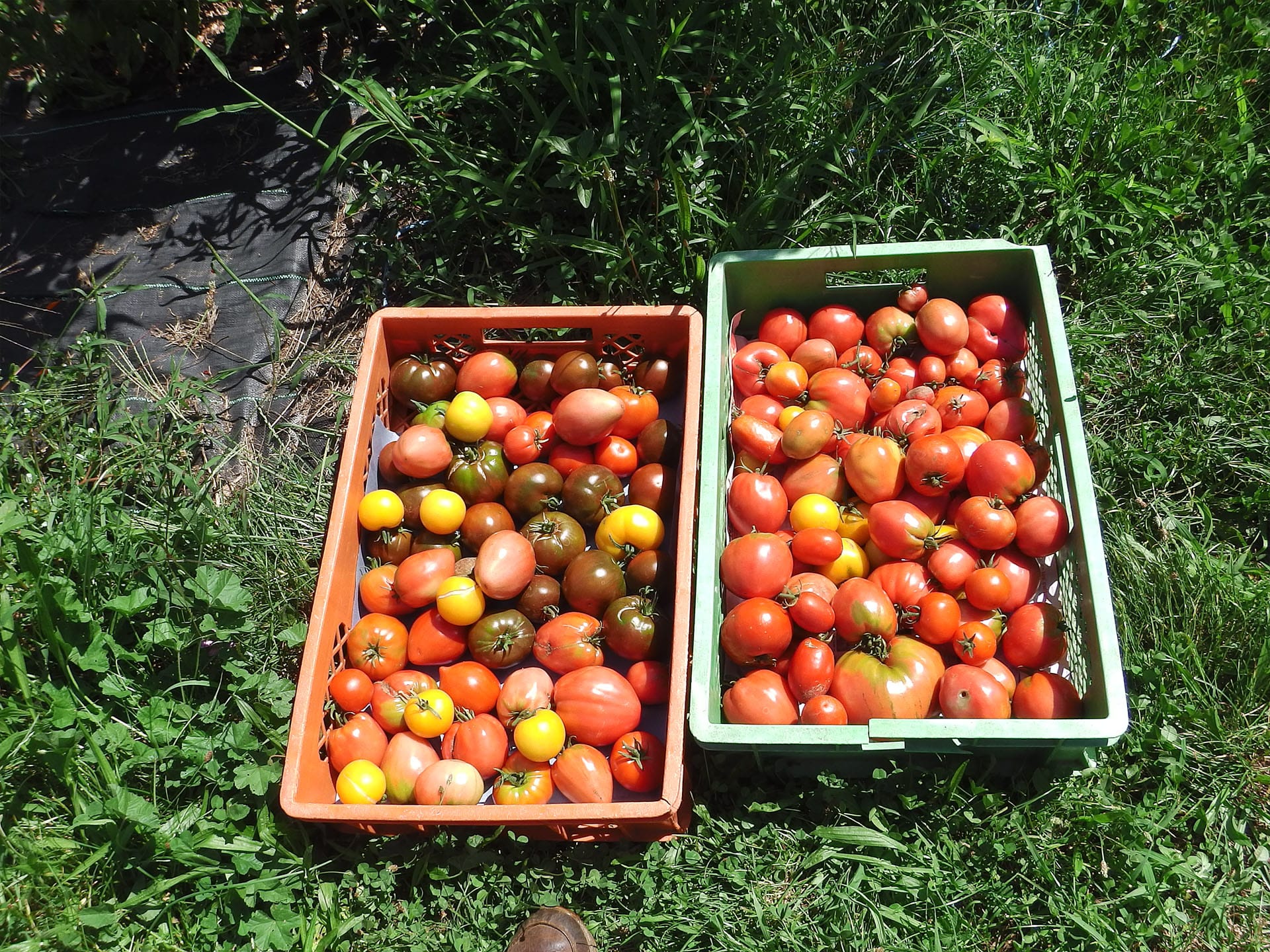 Bild von Tomatenkisten in Südfrankreich zu »An der Grasnarbe« von Mirjam Wittig