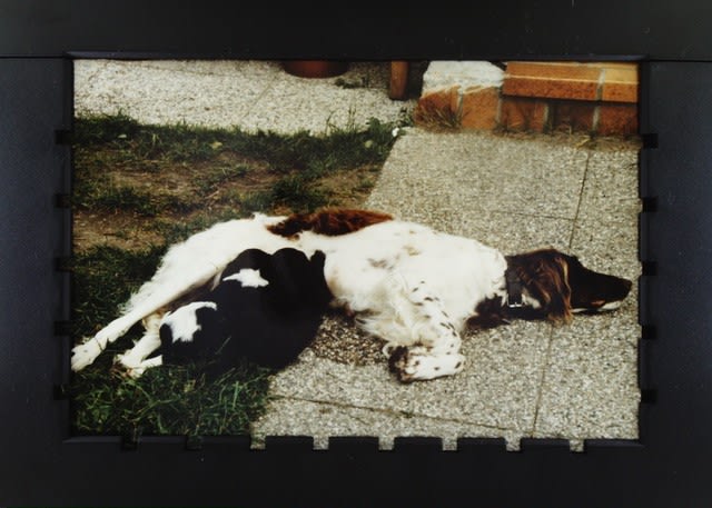 Der Münsterländer vom jungen »Focknhocker«