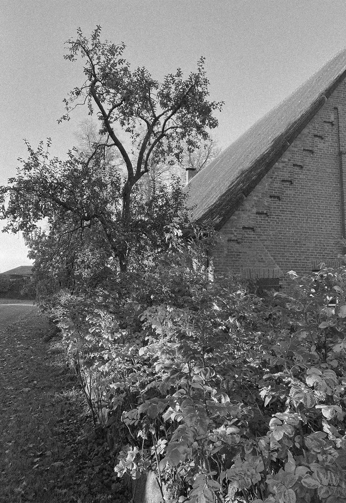 Schwarz-Weiß Foto eines Apfelbaums neben einem alten Bauernhaus