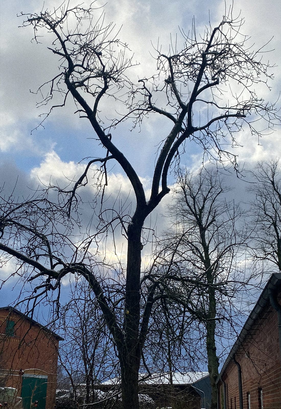 Foto eines Apfelbaums im Winter