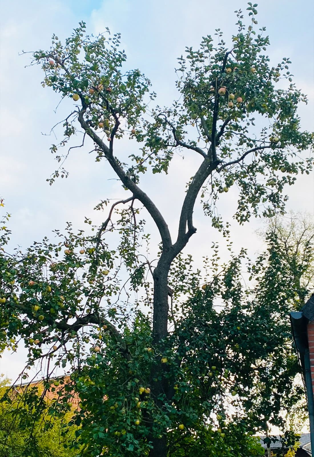 Foto eines Apfelbaums im Sommer