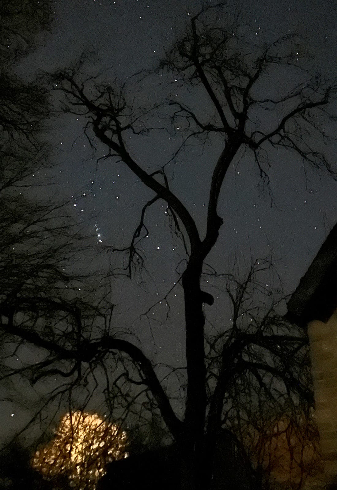 Foto eines Apfelbaums bei Nacht
