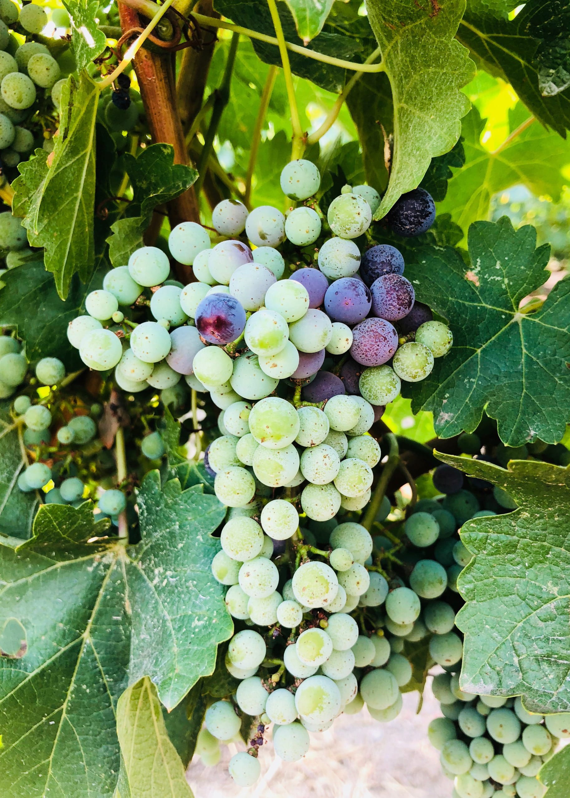 Levensohn Vineyards, Kalifornien © Melanie Levensohn
