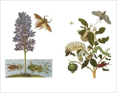 innenabbildung zu Das Insektenbuch