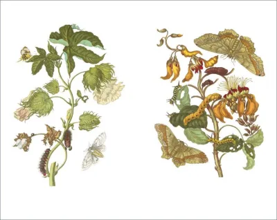 innenabbildung zu Das Insektenbuch