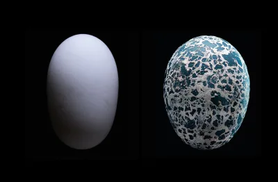 innenabbildung zu Eier - Ursprung des Lebens