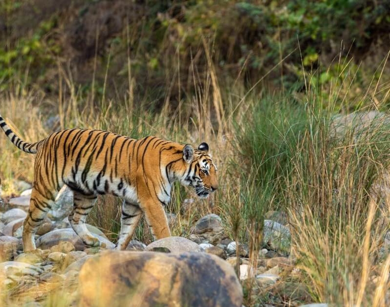 lohchaur tourism zone corbett national park durga devi gate