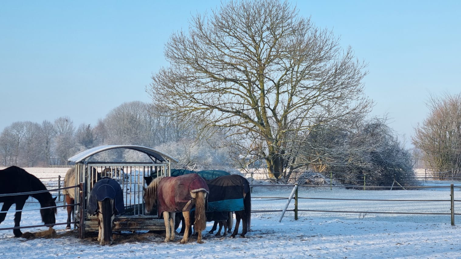 Winters plaatje van paarden op de paddock