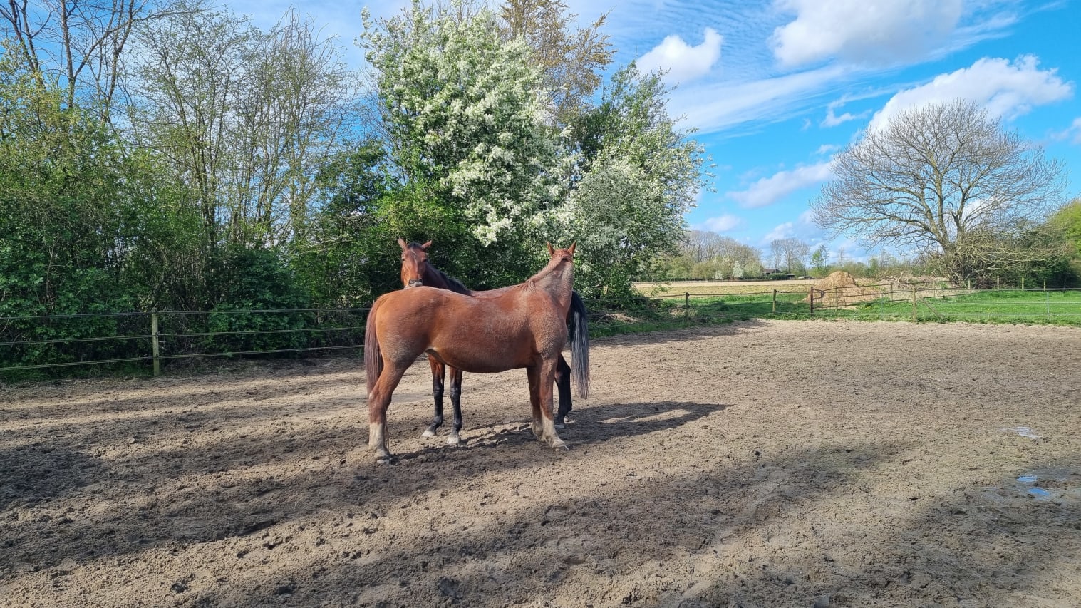 Foto van kroelende paarden met bloeiende boom op de achtergrond