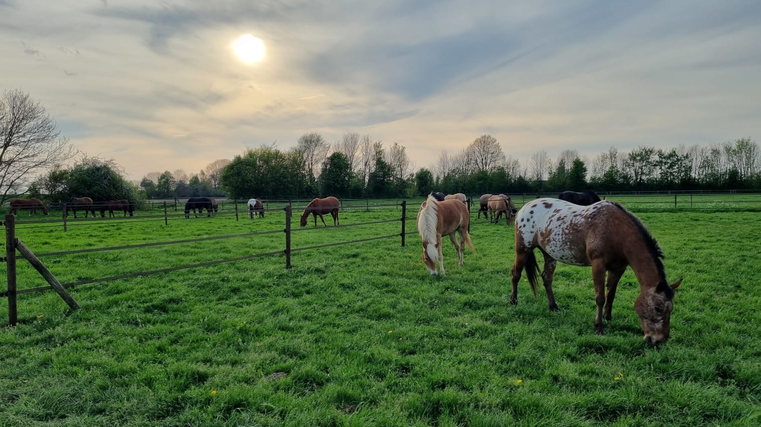 Foto van grazende paarden