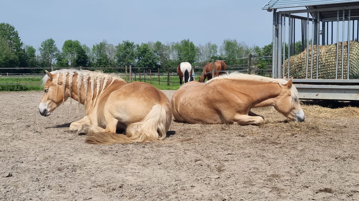 Foto van snurkende haflingers