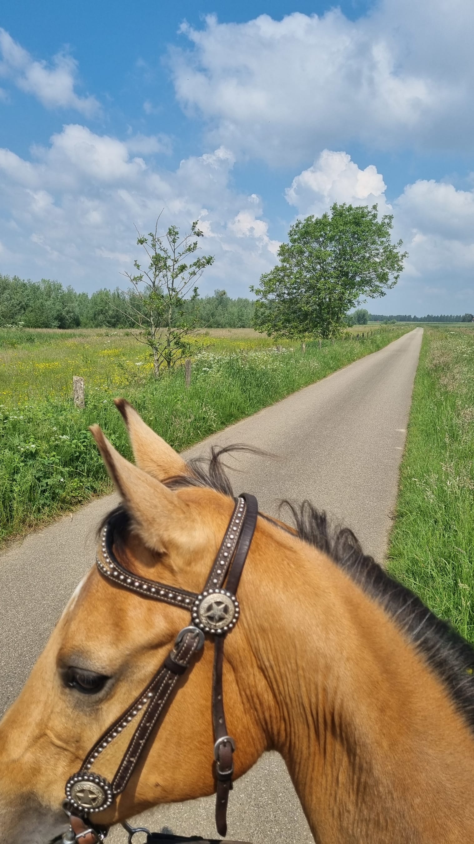 Buitenrit over de Liendense uiterwaarden