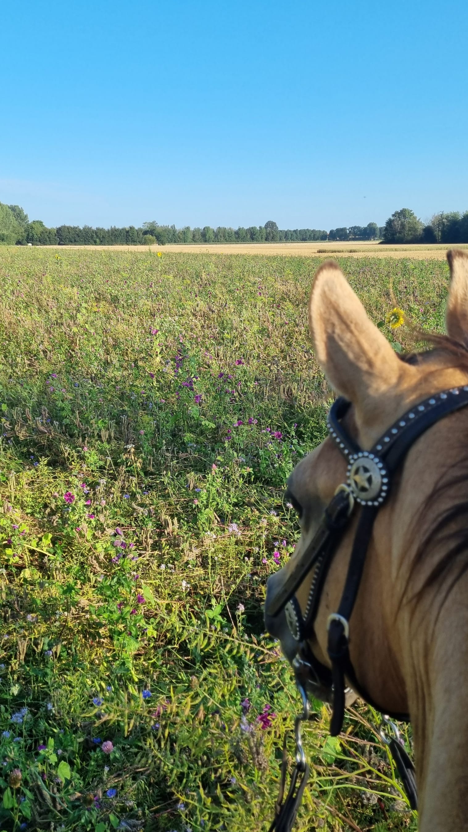Buitenrit op de Veluwe