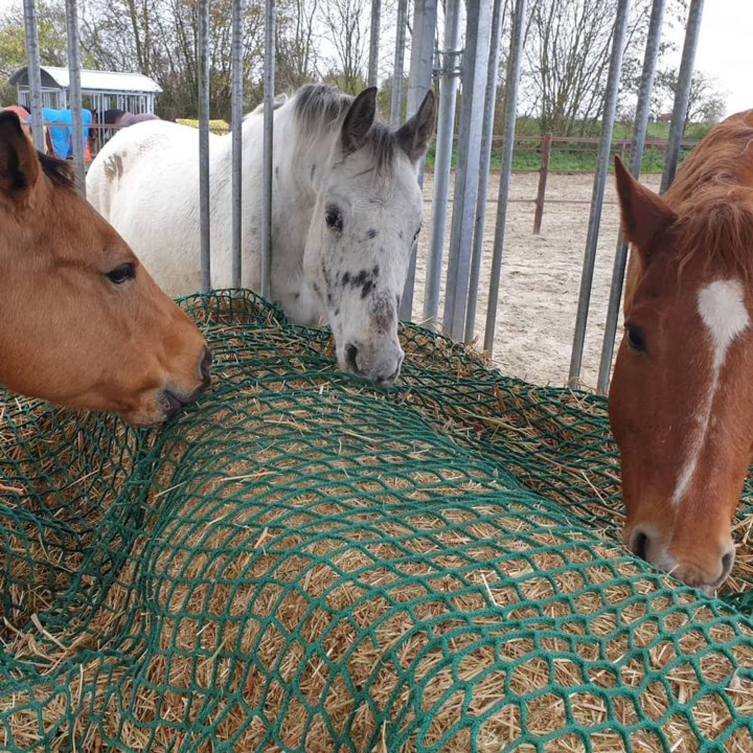 Afbeelding van Facebook post