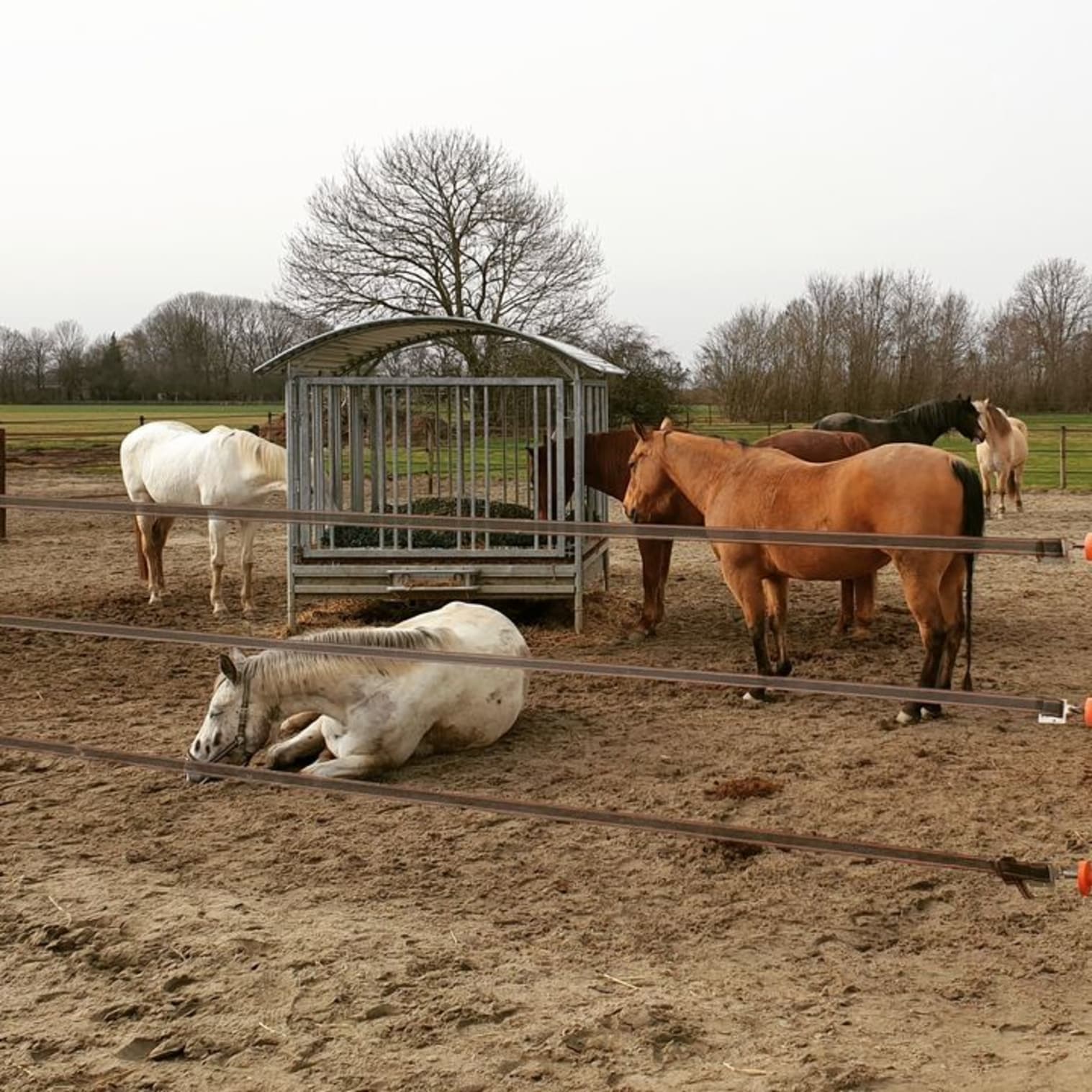 Afbeelding van Facebook post