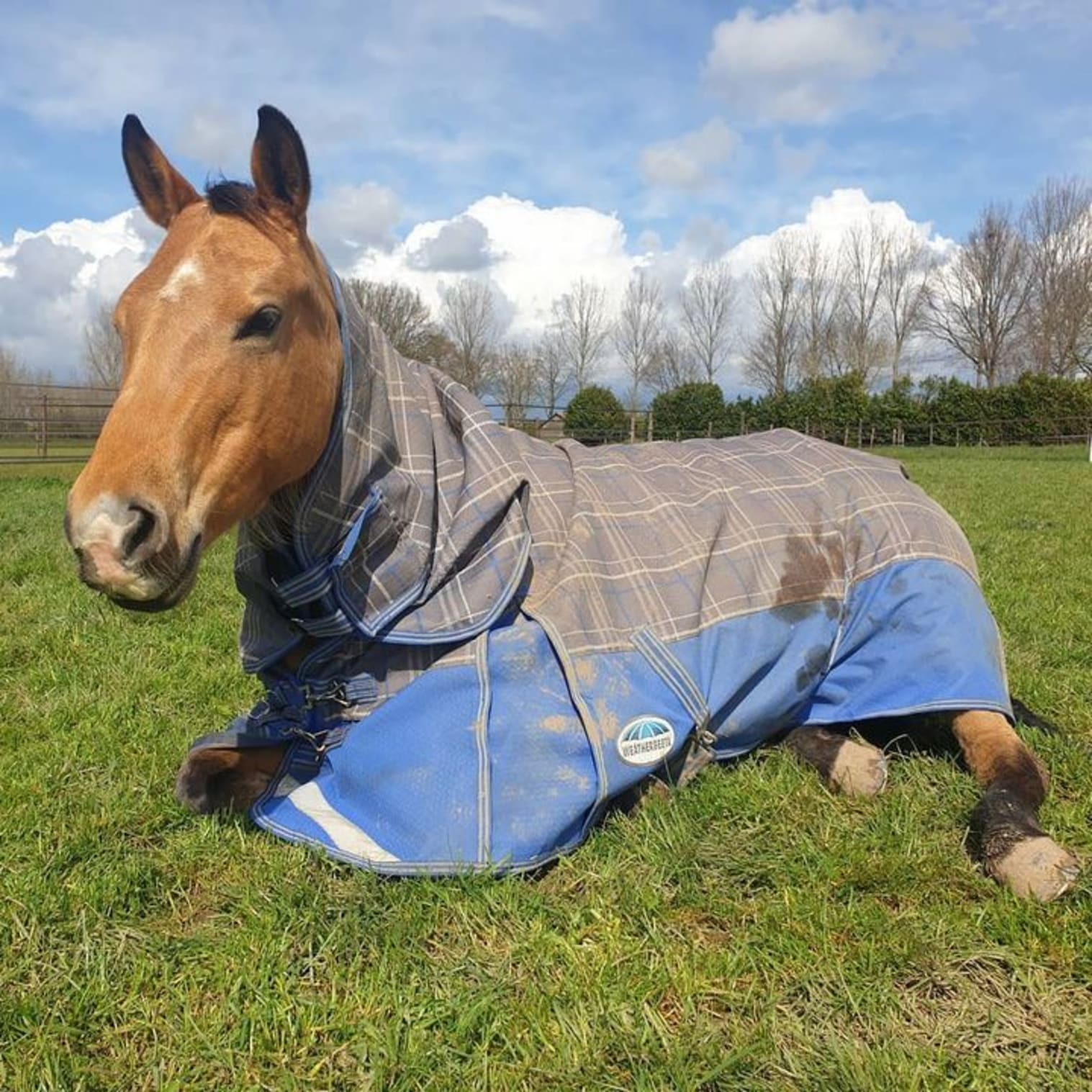 Afbeelding van Facebook post