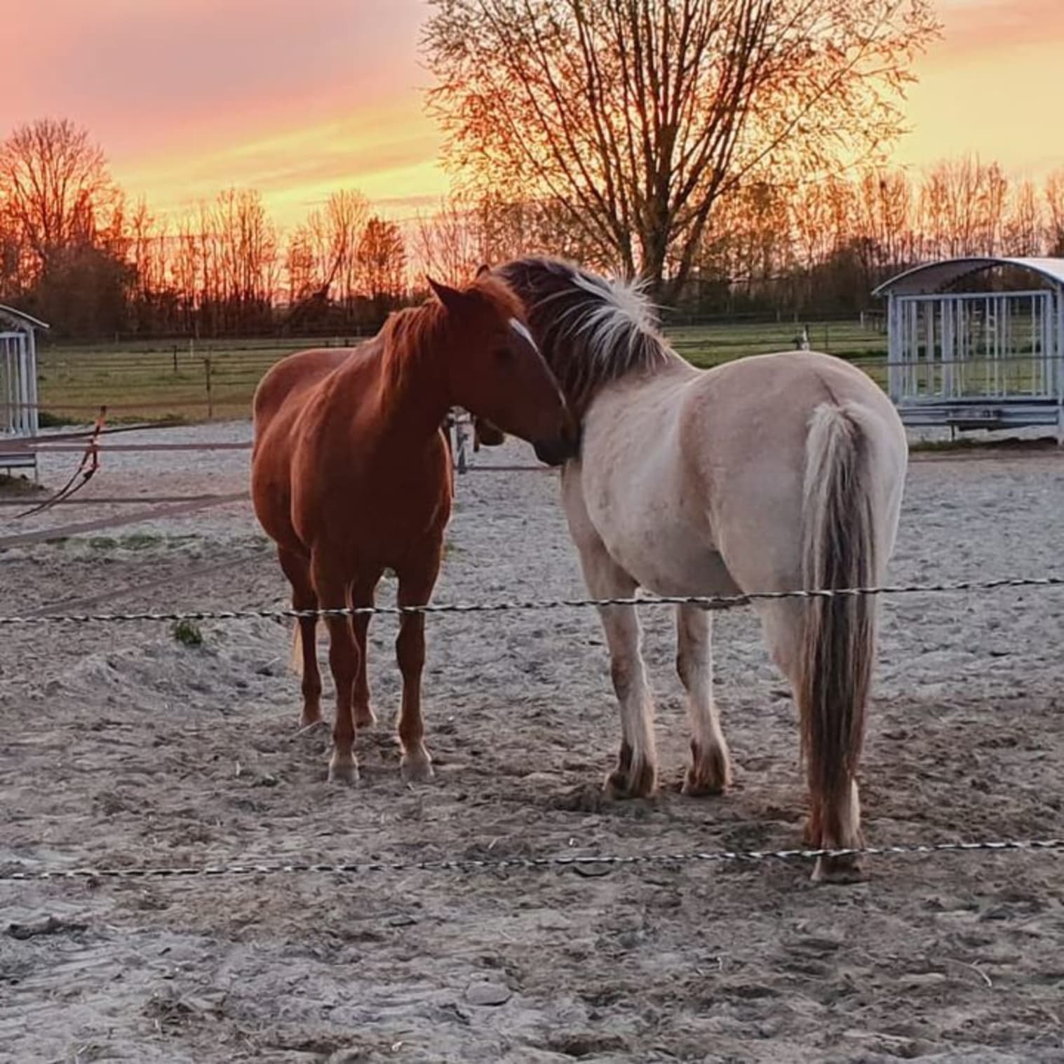 Afbeelding van Facebook post