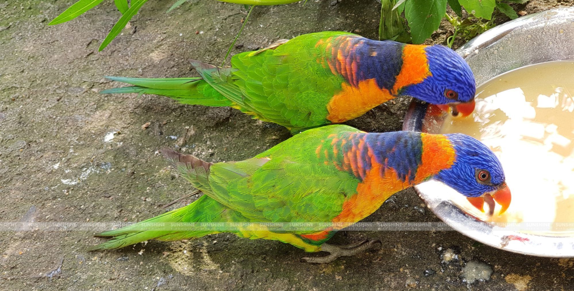 Our Breeds/ Lories, Lorikeets and Loriculus