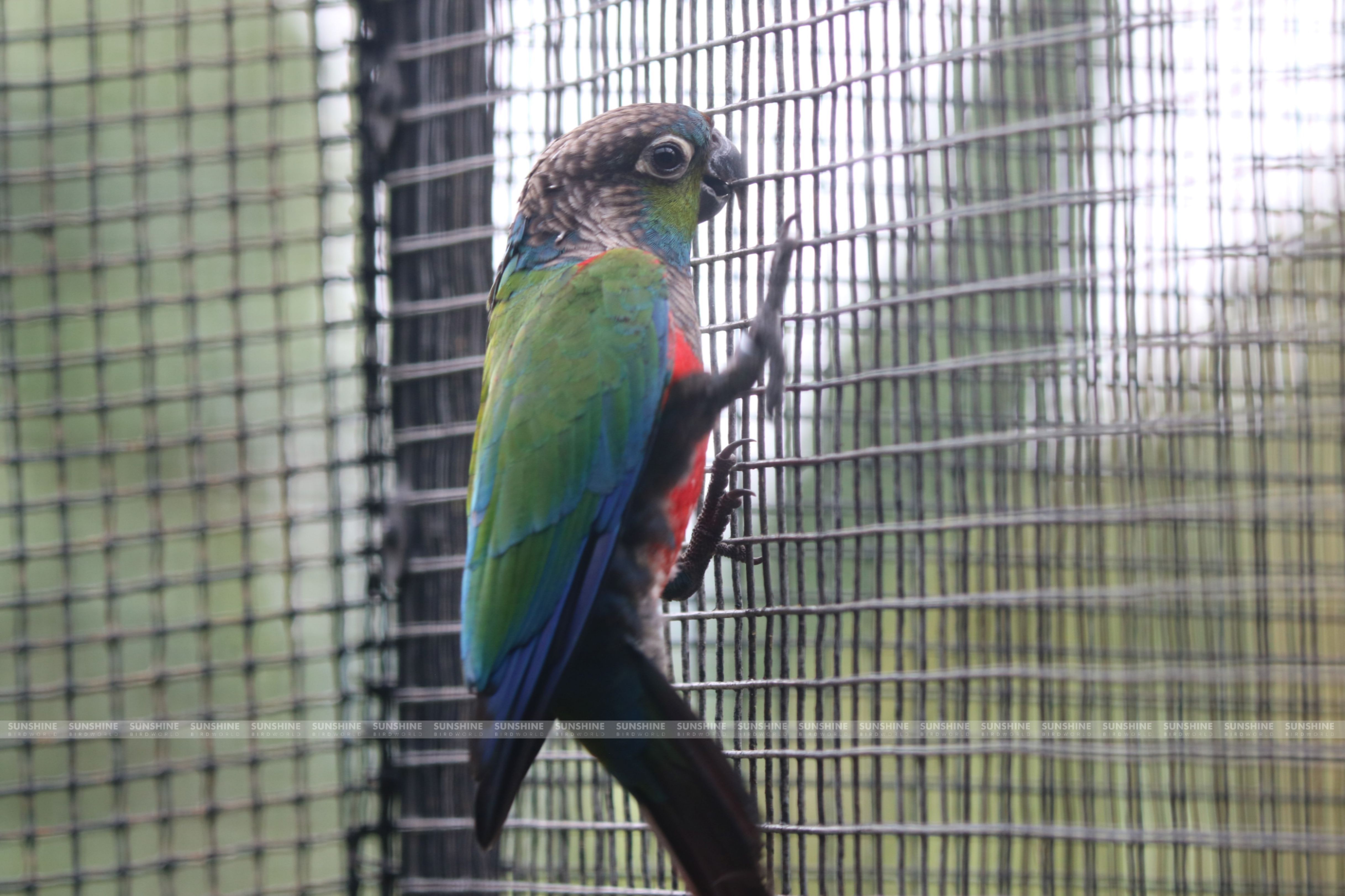 Our Breeds/ Conures
